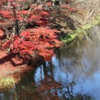 同左二の丸側のもみじの紅葉