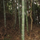 登土塁