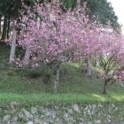 城門前の桜