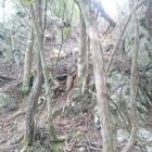 本丸西側尾根の粘板岩珪岩互層露頭