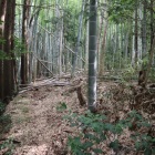 主郭奥の竹やぶ