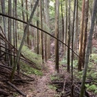 登山道。まわりは竹林です。