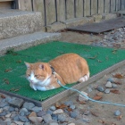 猫城主