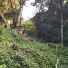 登り石垣