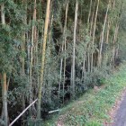竹藪と化した深い堀