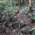 金子山出丸への登城路の石積み。遺構？後世のもの？