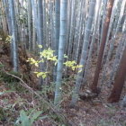 竹林の中に竪堀