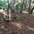 東出丸土塁