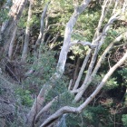 東登り石垣