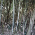 主郭
