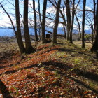東西の曲輪を分ける土塁(奥に蜂の巣箱)