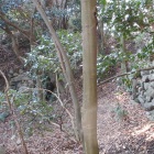 ⅣⅤ間堀切石垣