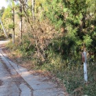 登城路（土橋）