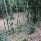 本丸より北側、堀部を見下ろす
