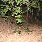 奥の院手前の土塁