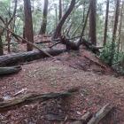 北東の曲輪の折れのある土塁