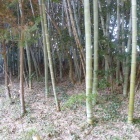竹林の先にも土塁っぽい地形