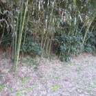 ここにも土塁と思われる地形