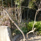 遺構ありそうですが、不法侵入の可能性大で退散