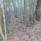竹藪と化した空堀