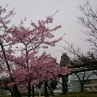 清洲城に春