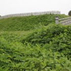 外郭より大手空堀越しに大手土塁を見る
