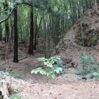 入口の小宮曲輪南側の切岸、横堀