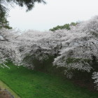 西の丸と三の丸の間の空堀沿いの桜並木