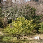 みかん畑になっています