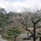 玄宮園から見る天守