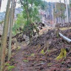 登城路　倒木が凄まじい