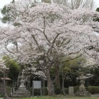 本丸内神社横の満開の桜