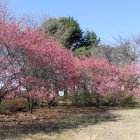 ３の丸土橋門付近の広場の寒桜