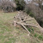 模擬逆茂木、善福寺曲輪土塁上