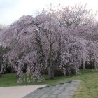 政庁基壇南側下がる階段横の桜