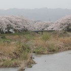小高城南の前川、桜満開