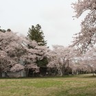 本丸、桜満開