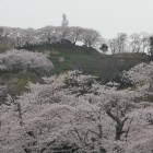 桜に浮かぶ本丸、二の丸方面、本丸の観音様