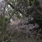 西側土塁に咲いてた山桜