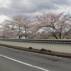 涌谷川沿いの白土塀