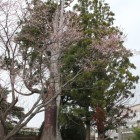 土塁上の姥杉(大杉)