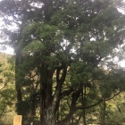 大黒杉