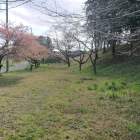 堀の跡、河津桜が咲いていました