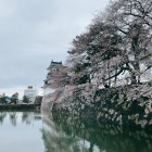 富山城の桜