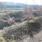 三重堀