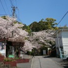 麓の慈眼禅寺の桜