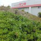 土塁１
