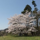 本丸、石碑の大桜