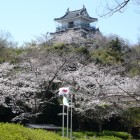 桜に浮かぶ浜松城天守