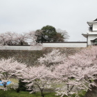 金沢城石川門と白土塀2015.4.4登城